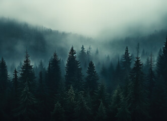 mist in the mountains and forest