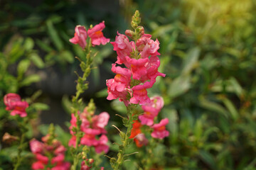 pink snapdragon flower when squeezing the side of the flower. The petals are separated like a dragon's mouth, sometimes like a rabbit's nose. Therefore, it is also called Bunny rabbit. 