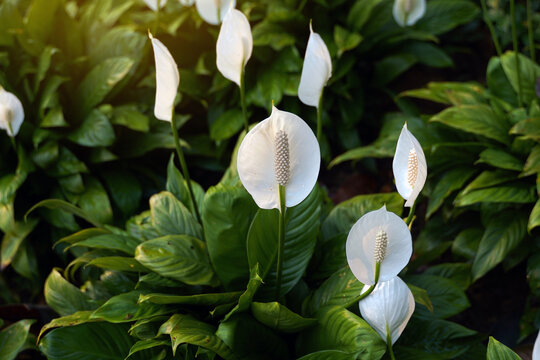 Peace Lily has white bracts. It resembles a heart shape wrapped in a tubular inflorescence with light yellow florets surrounding it. It is a tree that can purify the air very well.
