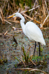 Great white egret in Louisiana swamp.