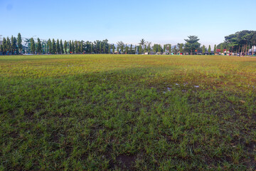 Green field, tree and blue sky. Background image of lush grass field under blue sky.