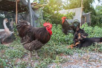 Free range organic chickens poultry in country of Thailand. Blue australorp rooster and black dog in the backyard on the green grass.
