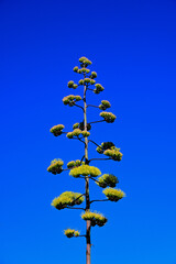 Blooming Tall Agave Americana Plant