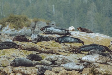 Seal on Rock