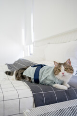 travel with scottish cat in summer cloth and live in pet friendly hotel