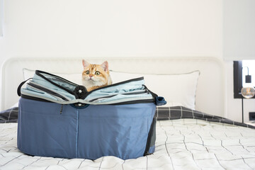 travel with gold british cat in summer cloth and live in pet friendly hotel