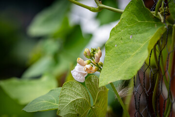 Obraz premium A close up of flowers on a runner bean plant, with a shallow depth of field