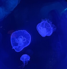 Fototapeta premium jellyfish in the aquarium
