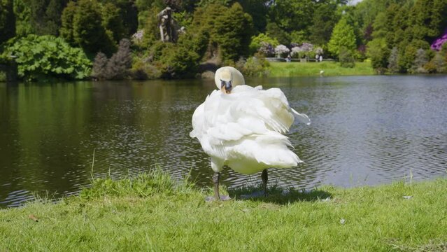 Swan on the banks of a pond in a park. In the background beautiful flowering trees. Very elegant white swan standing on the green grass by the lake.