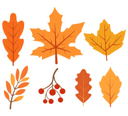 Hand drawn autumn leaves set.Maple, oak or birch and rowan tree leaf. Falling autumn leaves and berries ashberry.Fall leaves icon.Yellow autumnal garden leaf.Isolated on white background.