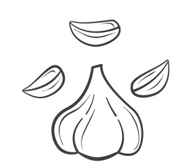 Garlic outline.Farm market product.Hand drawn vector illustration sketch.Organic agriculture.Garlic for menu, icon.Garlic clove.Isolated on white background.