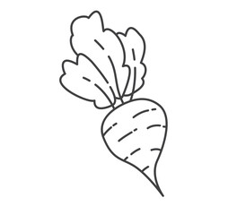 Line art beet root.Beet with leaves. Vegetable of farm product.Isolated on white background.Outline vector illustration.