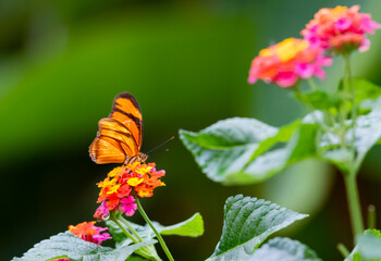 Pretty orange butterfly in morning sunlight on colorful Lantana flower.