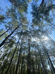 trees in the woods