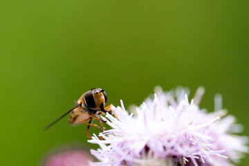 bee on a flower