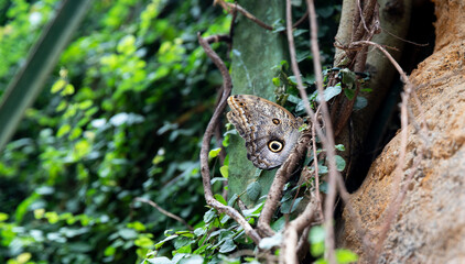 owl butterfly morpho peleidws sits on a tree. Nature with macro background and butterfly, litter space