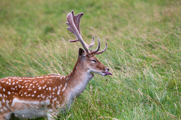 Fallow Deer (Dama dama) - Graceful Wild Beauty in Phoenix Park, Dublin, Ireland