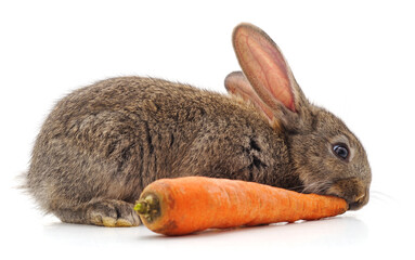Rabbit and carrot.
