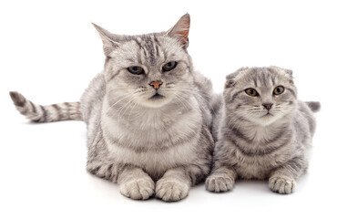 Fototapeta na wymiar Gray cat and kitten.