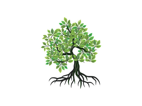 mangrove tree and roots