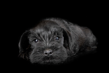 miniature schnauzer in studio