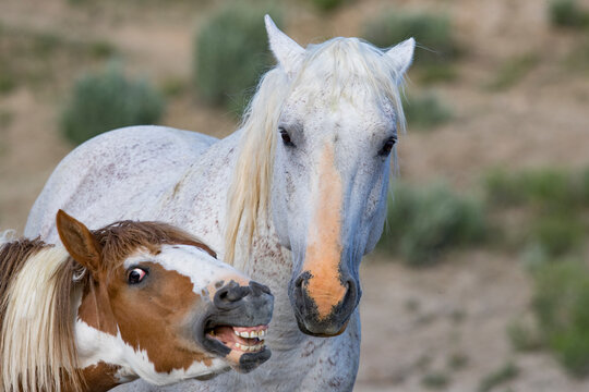 Mustang stallion and his colt, colt opening and closing mouth in submission. Sand Wash Basin Herd Management Area, Colorado, USA. 