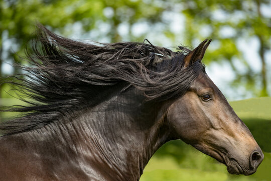 Knabstrupper stallion with bay colouration running, portrait. Germany. 