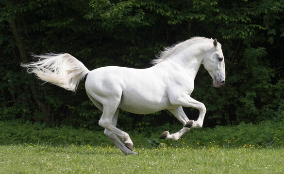 Lipizzaner stallion jumping, baroque breed used in classical dressage. Germany. 