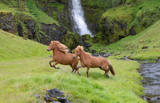 Icelandic horses, two running through grassland beside stream, waterfall in background. Southern Iceland. June 2018. 