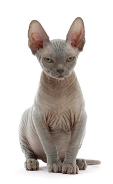 Grey Sphynx kitten, age 11 weeks, sitting.  