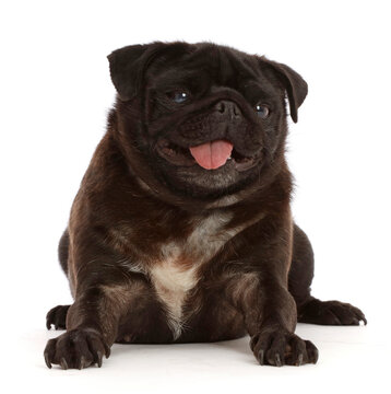 Black Pug with tongue out, sitting 
