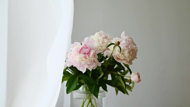 Blooming peony flowers with green stems in glass jar placed against curtains 