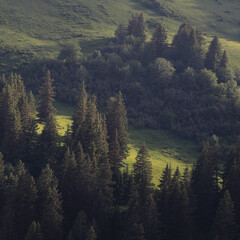 Bright green mountain meadow and pine forest.