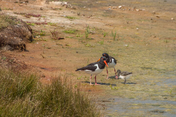 pair of oystercatchers Haematopus ostralegus with their chick