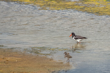 oystercatcher Haematopus ostralegus with chick in the water