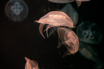 Fototapeta premium luminescent jellyfish floating in water with black background in aquarium