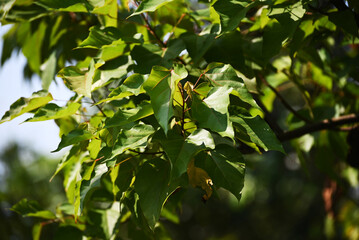 Leaf  of Bixa orellana, also known as achiote, is a medium tree and grown in many countries worldwide