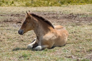 Fototapeta premium New Forest Pony foal at Lymington and Keyhaven Marshes Nature Reserve Hampshire England