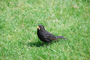 Blackbird with bug in its mouth 