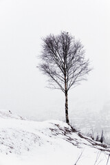 Dark tree against the background of snow and clouds in the mountains. Black and white photography