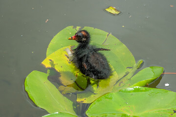 young moorhen chick standing on a lily pad in the river
