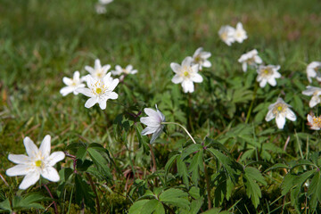 White flowers.  Cemetry Blijdenstein. Ruinerwold Drenthe Netherlands. Graveyard