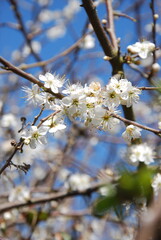 Plum tree close up