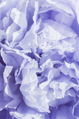 Fototapeta na wymiar Beautiful view of violet blue peonies close up lit by sunlight, midday light shadows, sun glare. Color gradient top view beauty nature aesthetic background. Natural floral pattern, selective