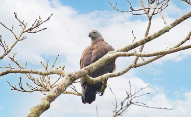 Grey headed fish eagle perched on a tree - lonely bird