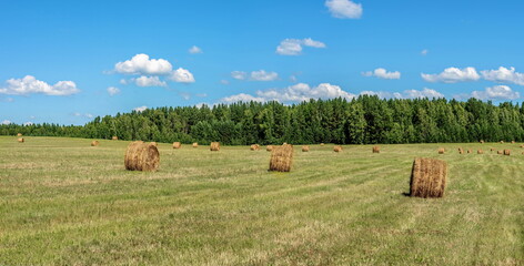 haystacks in the meadow
