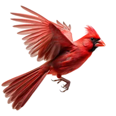 Foto op Canvas Beautiful northern cardinal bird on transparent background © Pixfinity Studio