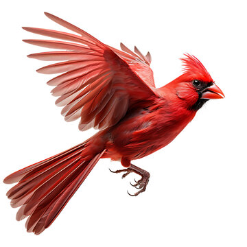 Beautiful northern cardinal bird on transparent background
