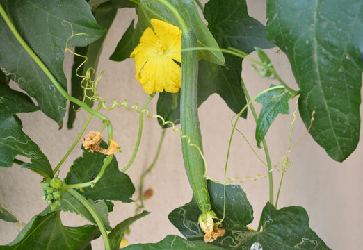 Sponge Gourd on its vine with flower