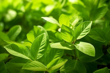 Fototapeta na wymiar Close up green leaves with blur green background.Generative Ai.